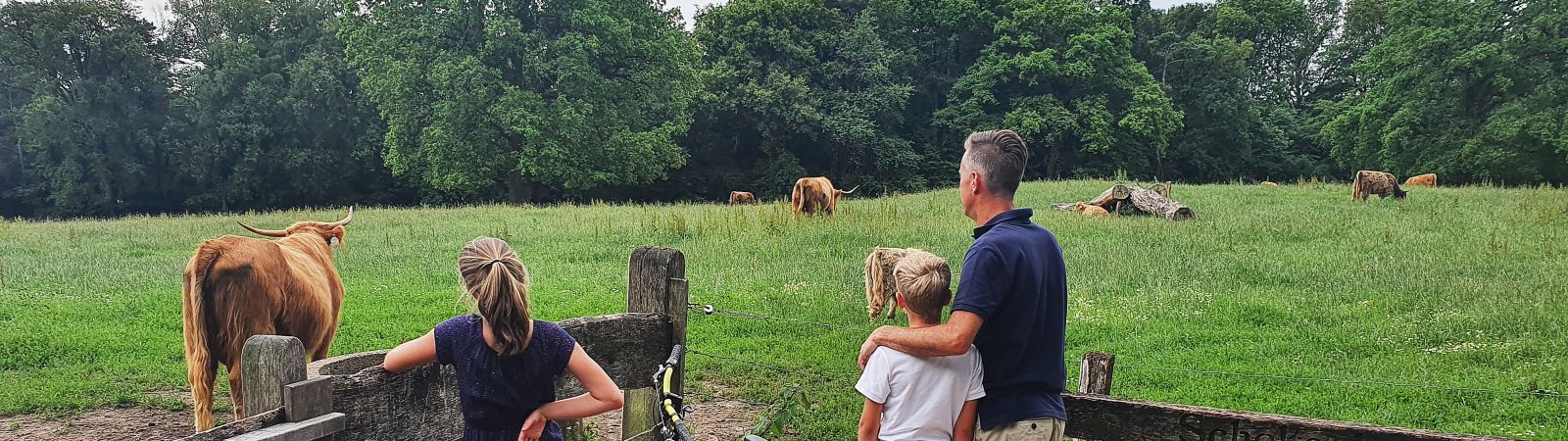 Vader met kinderen bij schotse hooglanders in Oldenzaal